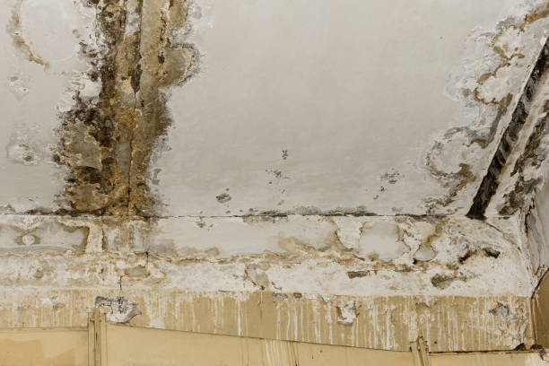 Best Air Quality Testing for Mold Spores  in Riverside, PA